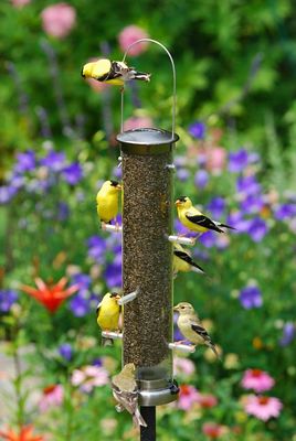 Thistle Tube Medium Brushed Nickel Quick Clean Base