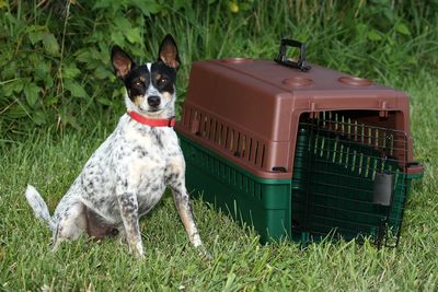 Sportsmans Choice Portable Kennel - Junior