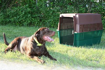 Sportsmans Choice Portable Kennel - Large