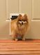 Freedom Aluminum Pet Door - Small