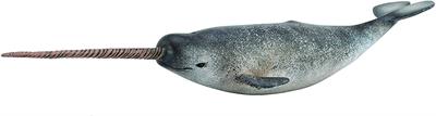 As with most toothed whales, narwhals use sound to navigate and hunt for food. Sounds may be created via air between chambers near the blow hole, and reflected off the sloping front of the skull. 