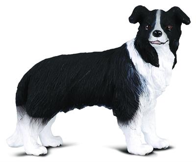 Black and White herding sheep dog