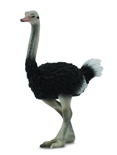 The ostrich is part of a diverse group of flightless birds that also includes the emus, rheas, and kiwis.