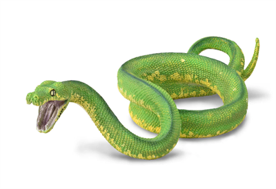 The green tree python is a bright green snake that can reach a total length (including tail) of 6.6 ft and a weight of 3.5 lb, with females slightly larger and heavier than males. It is characterized by a slim body, and its relatively long tail accounts f