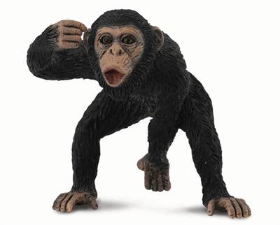  The Chimpanzee's feet are adapted for grasping, the big toe being opposable. CollectA's Chimnpanzee Male figurine toy measures 2.4"L x 2.2"H. Ages 3 and up. 1:18 Scale.