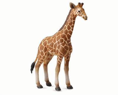 The Reticulated Giraffe has a gestation period of 15 months. A calf is born as a  single. Births occur at any part of the year but are more frequent during the dry season. The calves born weighing about 200 pounds. 