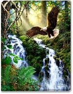 A majestic American Bald Eagle soars above a sunlight mountain or hillside waterfall and creek. Ferns, moss, and evergreens add a brilliant green backdrop to the eagle.