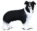 Black and White herding sheep dog