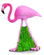 Flamingos often stand on one leg, the other tucked beneath the body. The reason for this behavior is not fully understood.